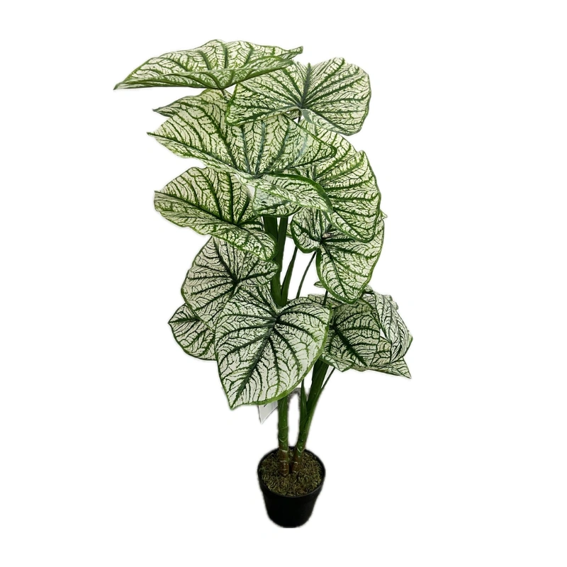CALADIUM copac artificial