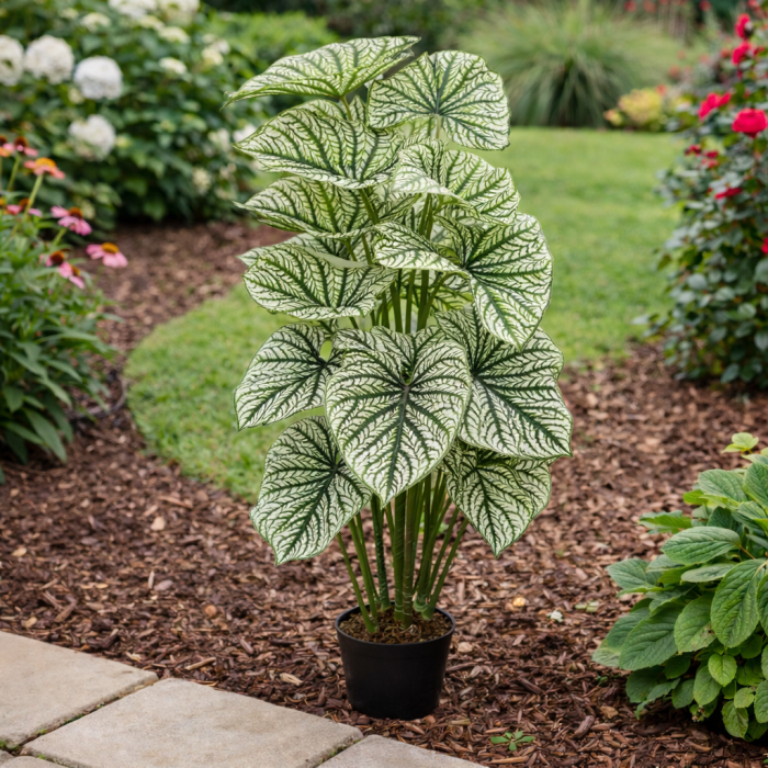 CALADIUM copac artificial