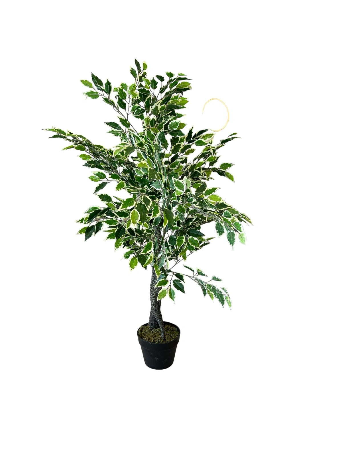 FICUS copac artificial